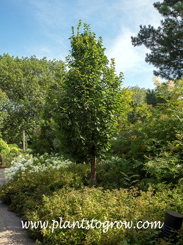 Emerald Avenue (Carpinus betulus)
Showing the broadly pyramidal from.